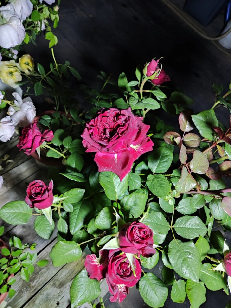 勃艮第酒红月季 一款非常优秀的切花月季,现在这个品种不好找,一般人