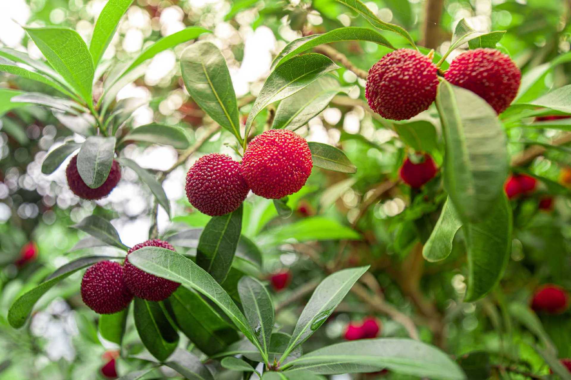 了】#食尚小布#伴随连续几天的小雨,宁波慈溪杨梅种植户们乐开了花