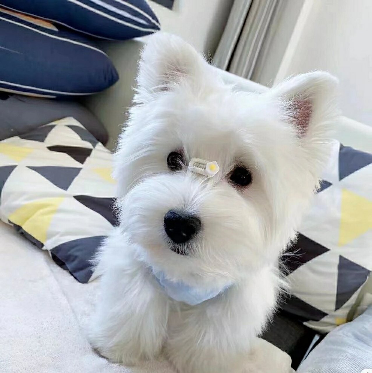 赛级西高地白梗cku犬舍幼犬双血统软毛刚毛活体小型纯种西部高地