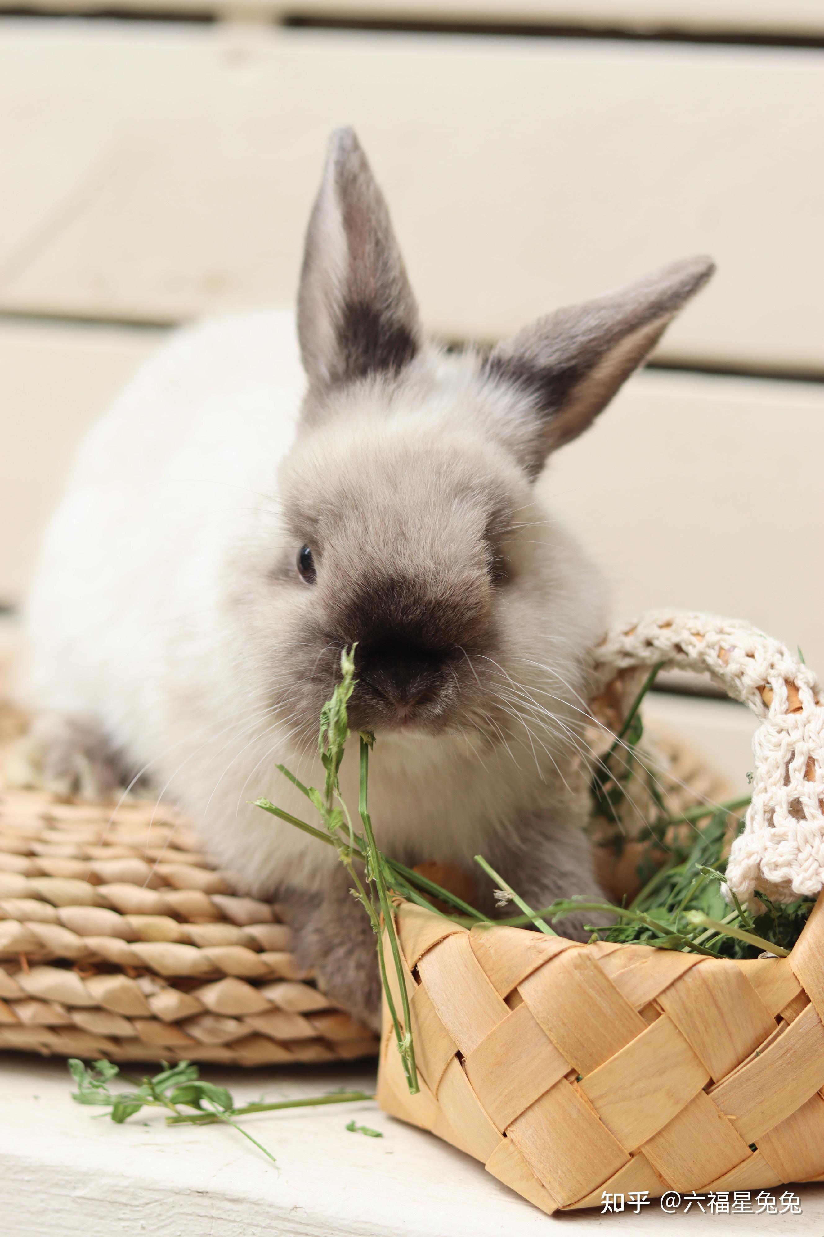 垂耳兔的耳朵一个垂着一个立起来是什么意思
