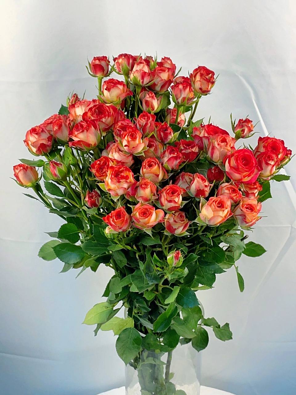 掉入"仙境"的爱丽丝|复古不失典雅的美人97 92爱丽丝多头玫瑰