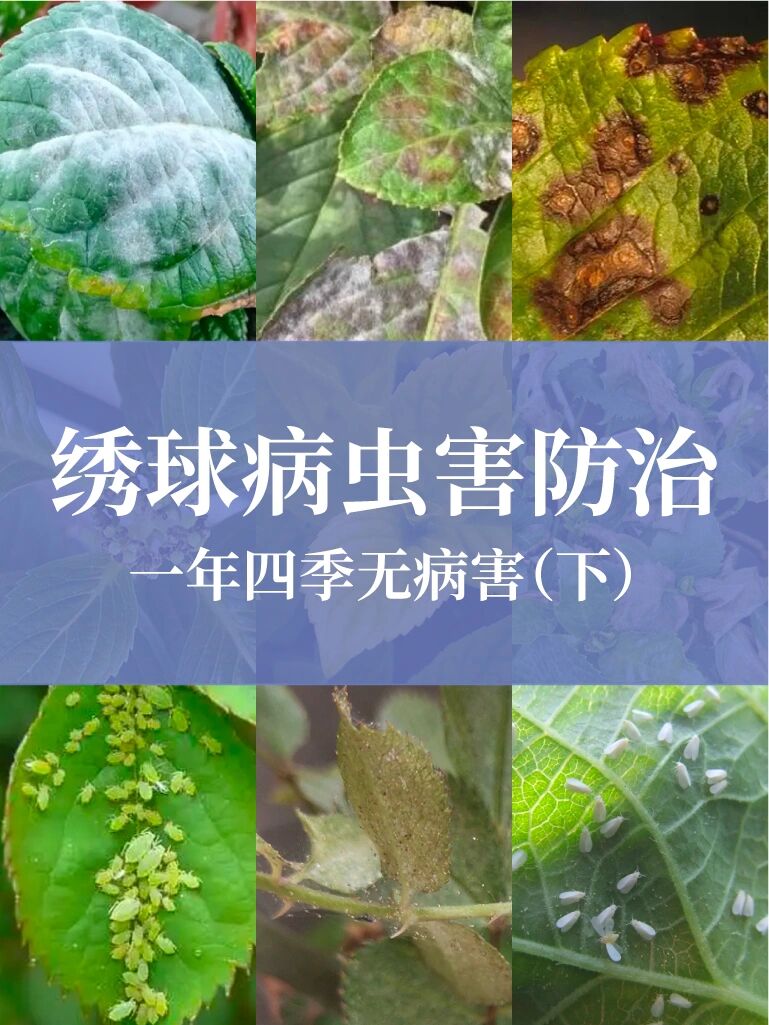 绣球病虫害防治 365天不生病(下)