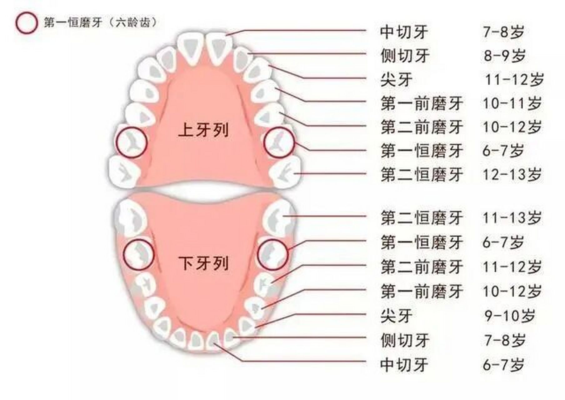 牙齿结构图片名称图片