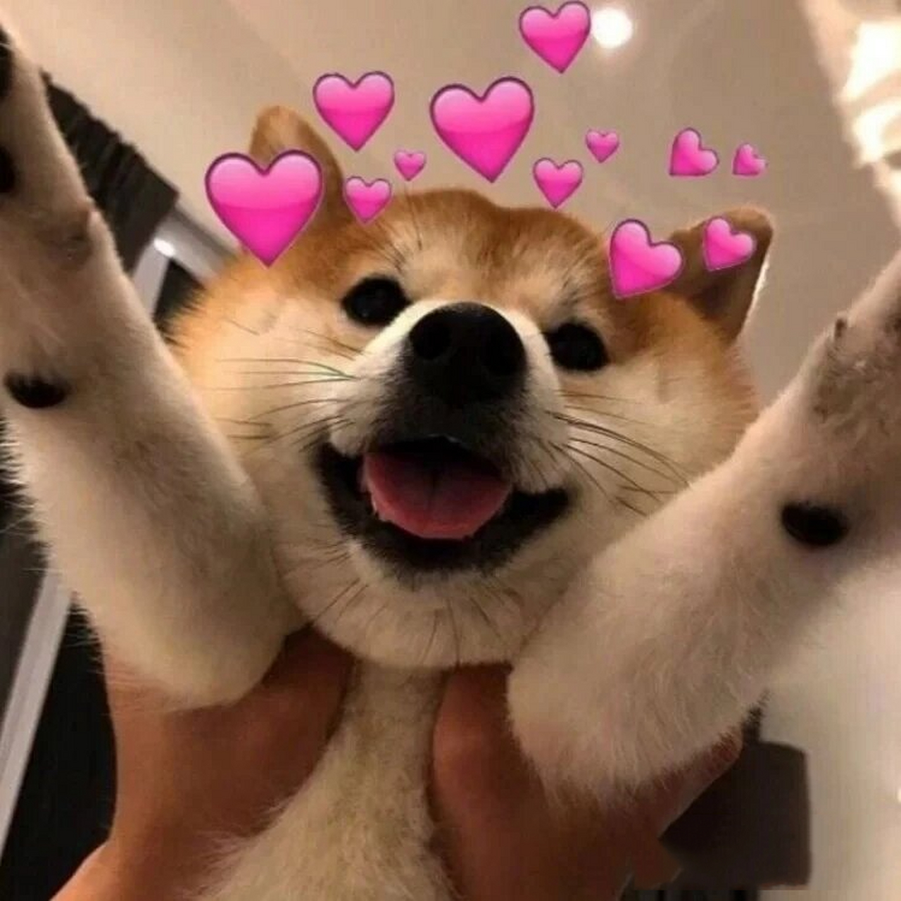 帅狗98头像 狗狗98头像 礼貌拿图 谢谢