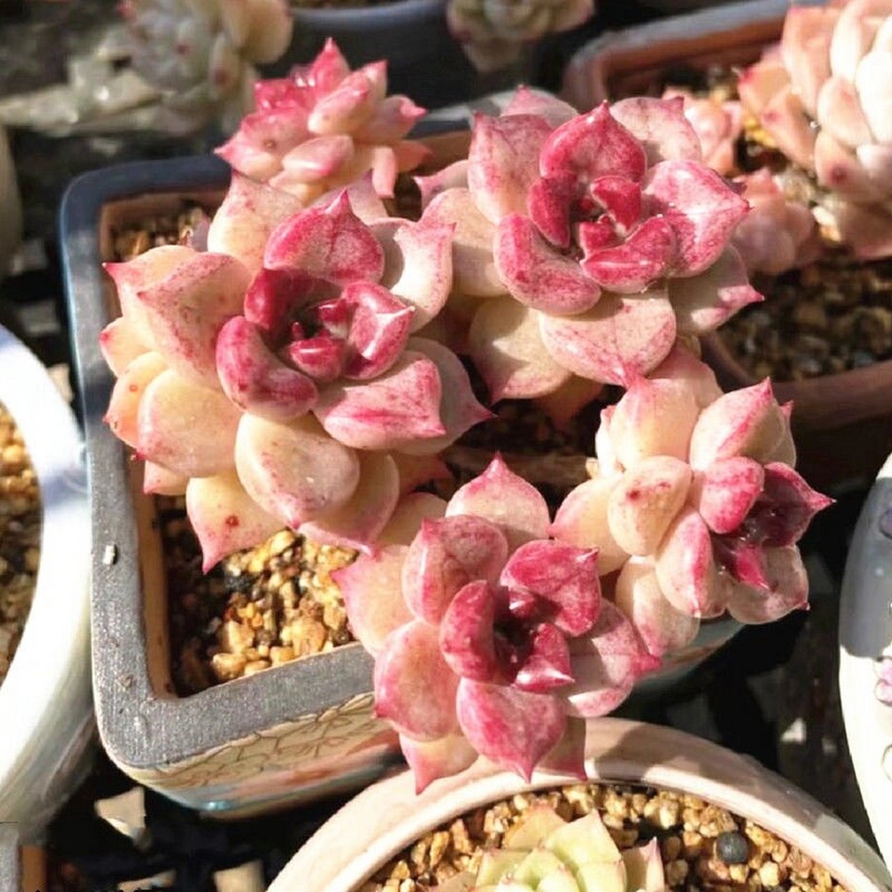 💎每天认识一种多肉🌸40🌈璀璨 璀璨,又称绚丽璀璨,属东云系