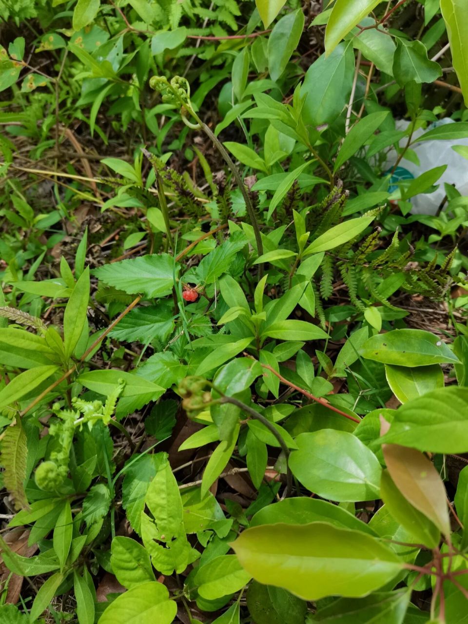 蕨根菜 既然危害大,为啥还那么多人吃,每次吃凉菜必点 以下摘抄自百科