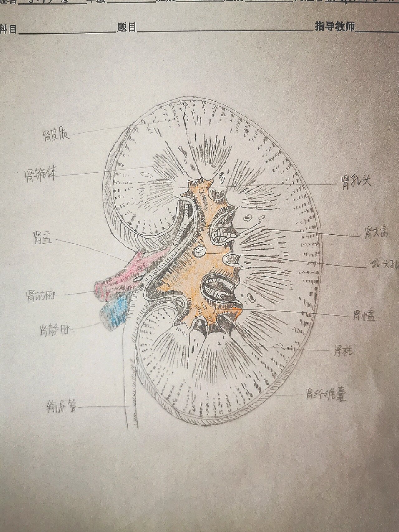 《人体解剖学》绘图