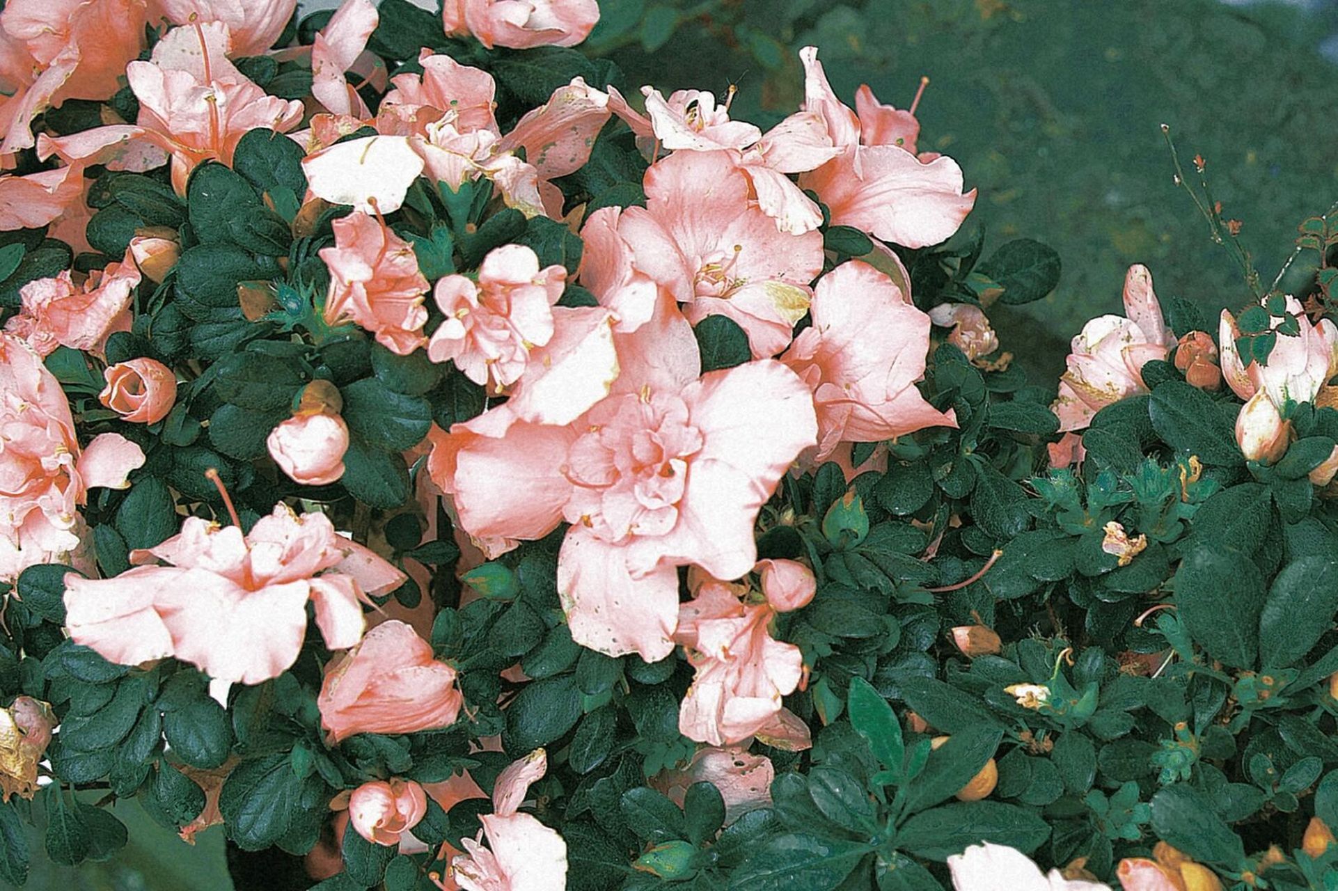 感觉也很久没出门拍新的素材了[坏笑] - 7415修图app:黄油04