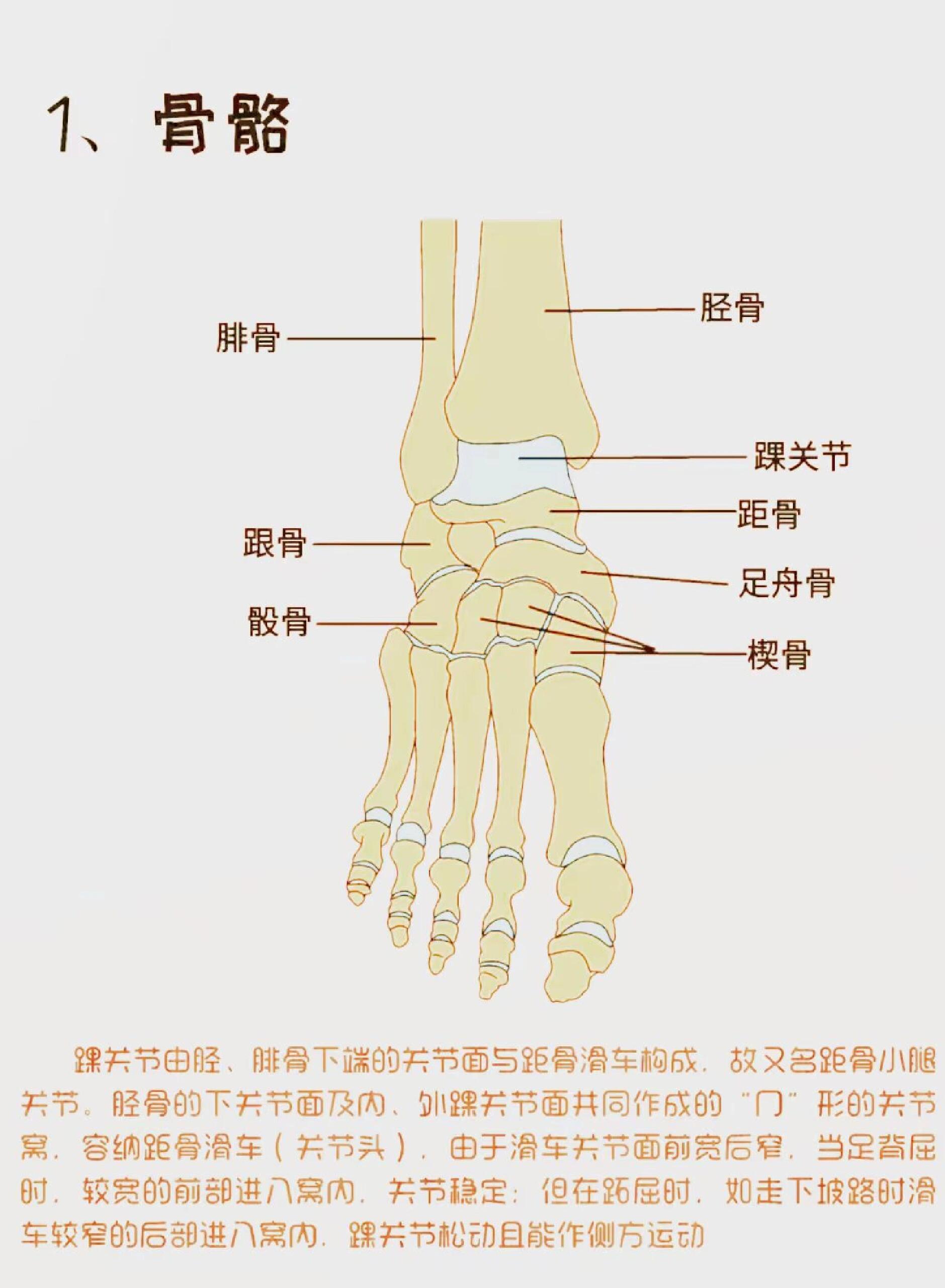 脚踝韧带的位置图图片