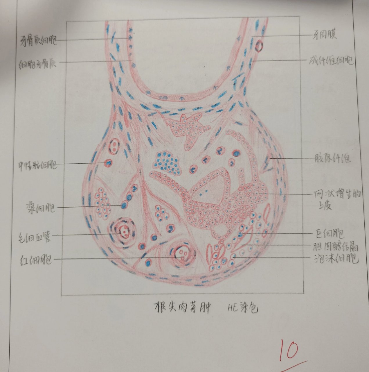 牙胚钟状期绘图图片