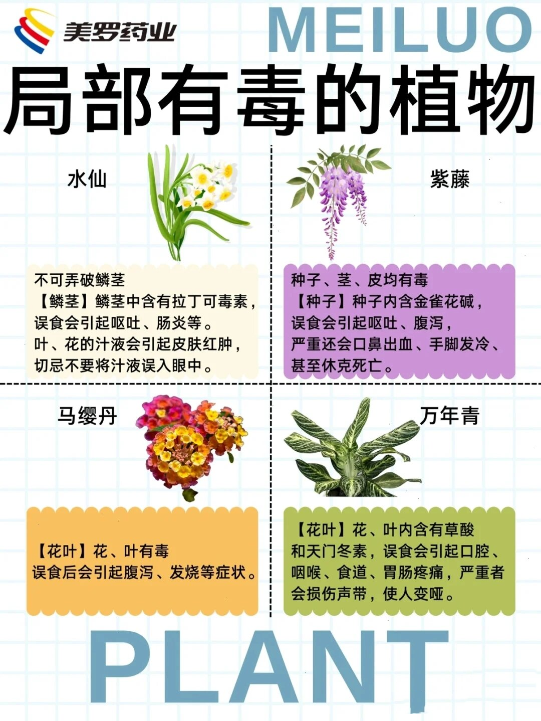 红水仙毒性图片