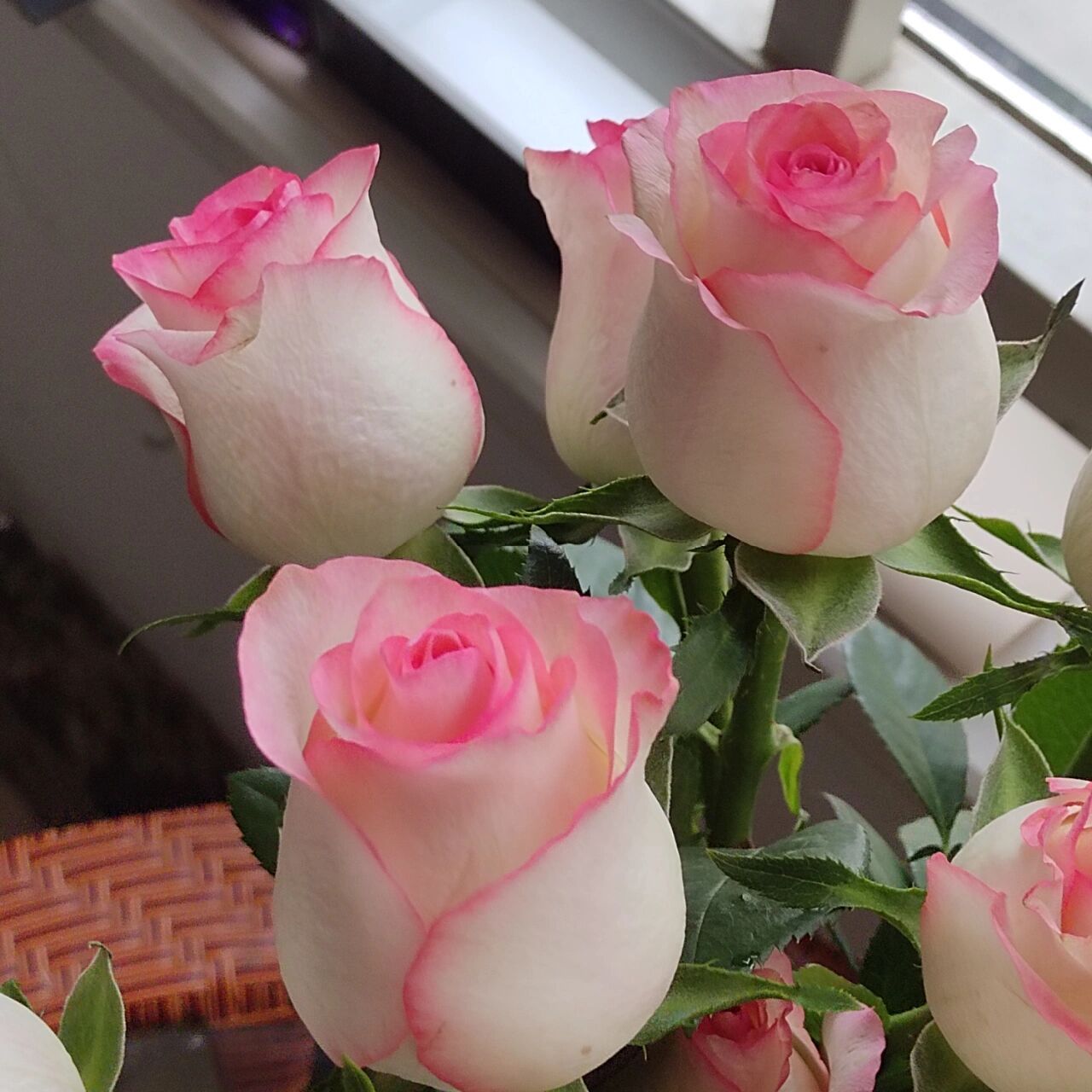 艾莎玫瑰|20支只要￥27|附醒花方法 pdd店铺:昆明斗南丽丽花卉 	 客服