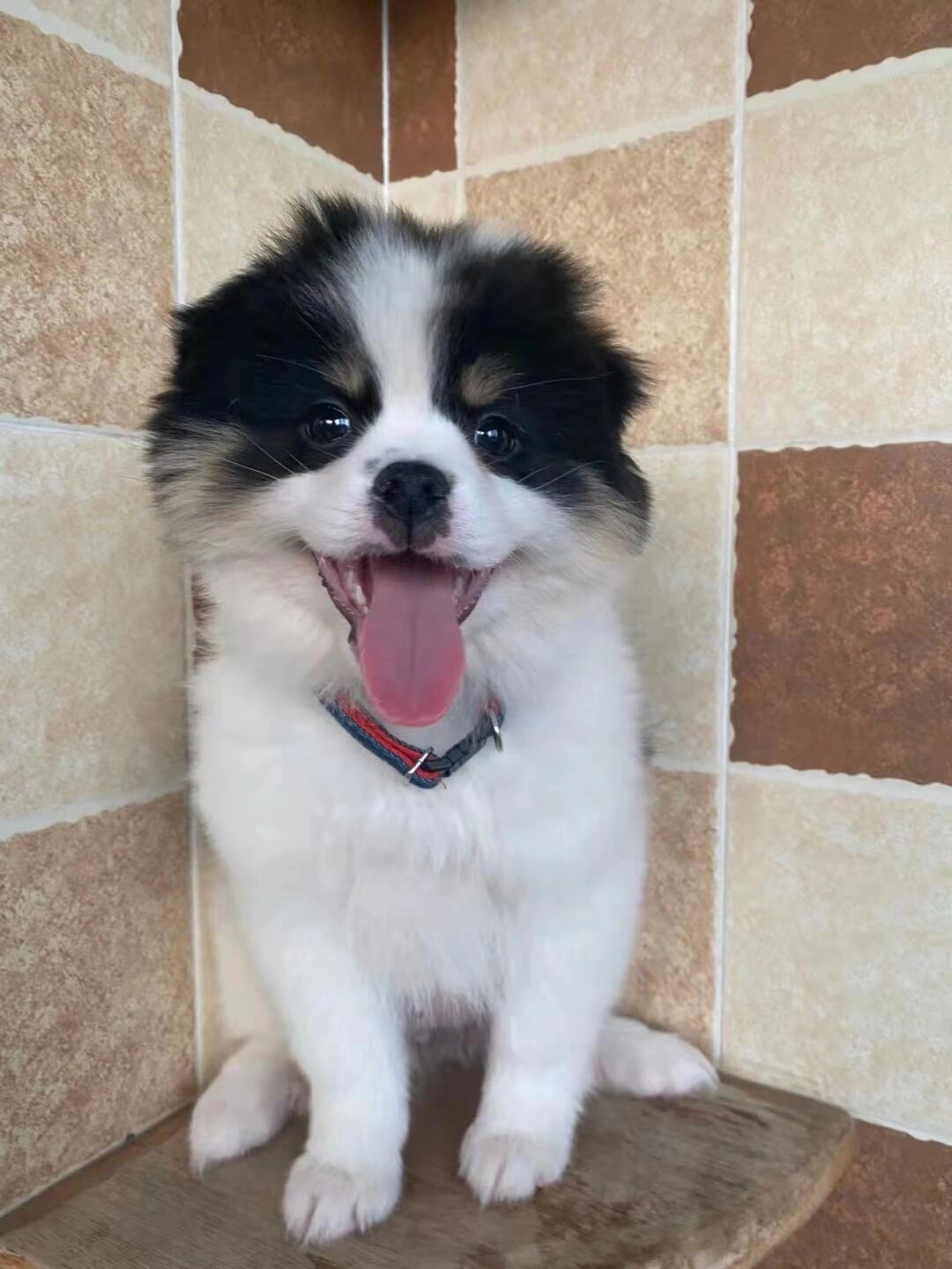 边牧和博美生下的小"混血"