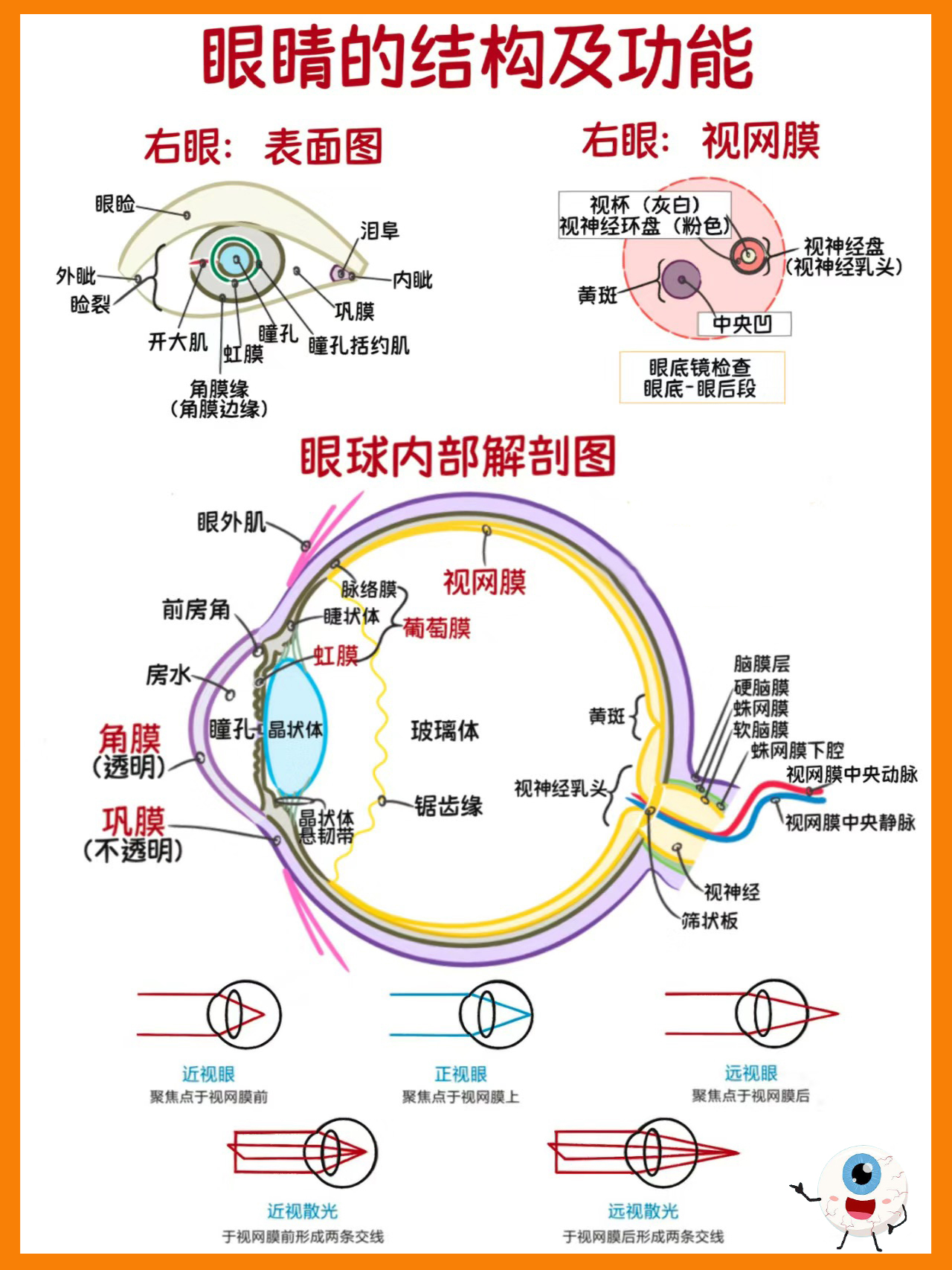 你真的了解你的眼睛结构吗?