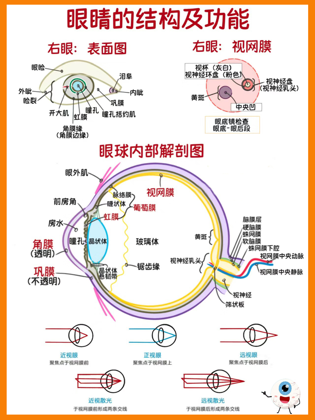 眼部骨骼结构图解图片