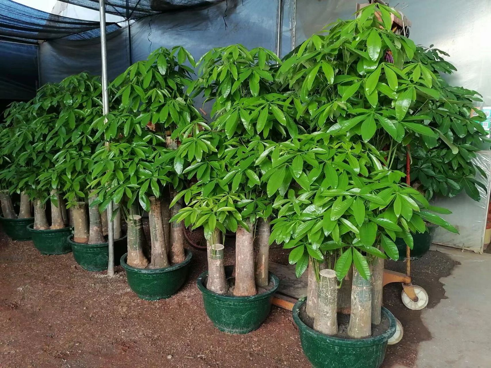 也可平台(快狗,货拉拉)叫车,车费自付,欢迎咨询】 发财树盆景耐干旱好