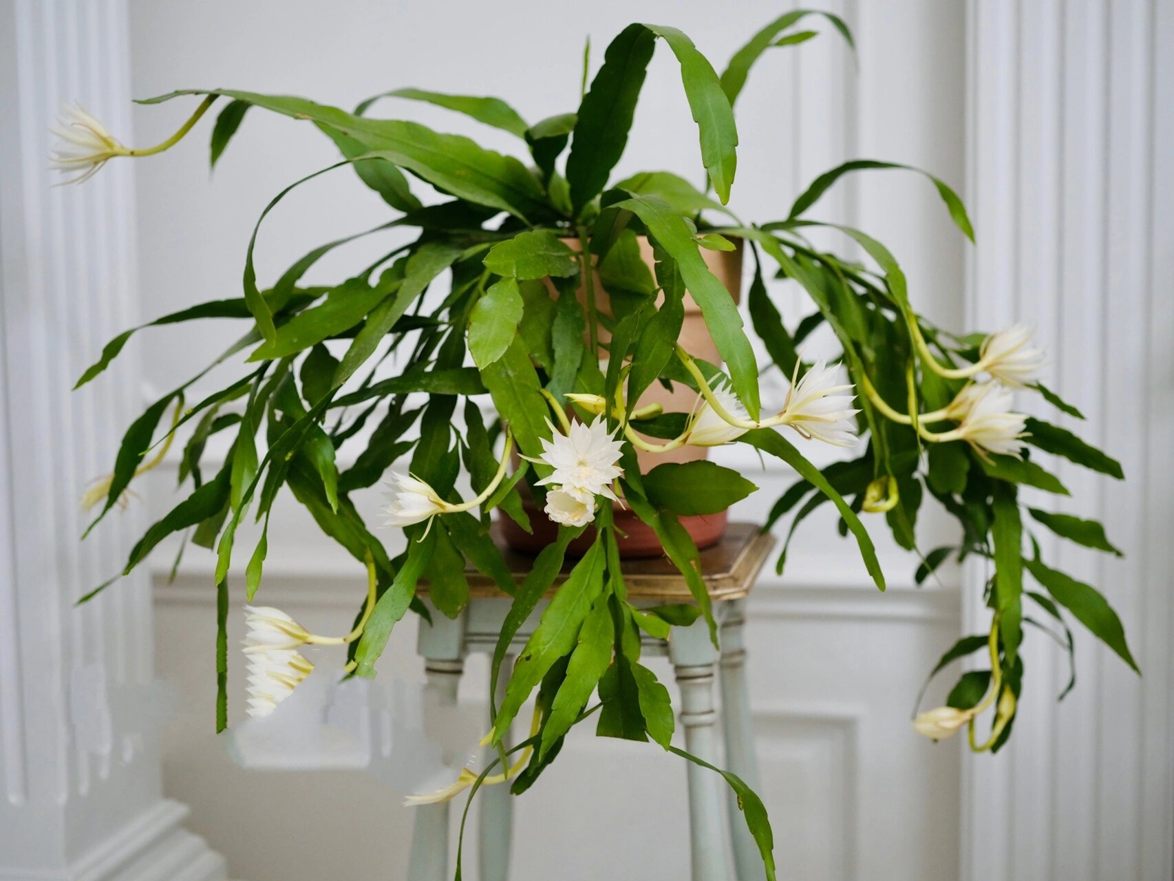 这盆小叶昙花两岁了!