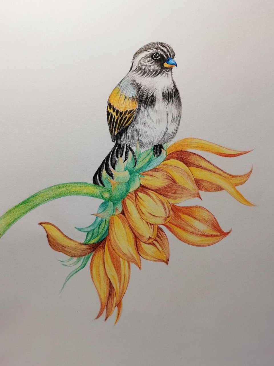 手绘彩铅插画鸟 鸟语花香 画的有点久 大概3个多小时