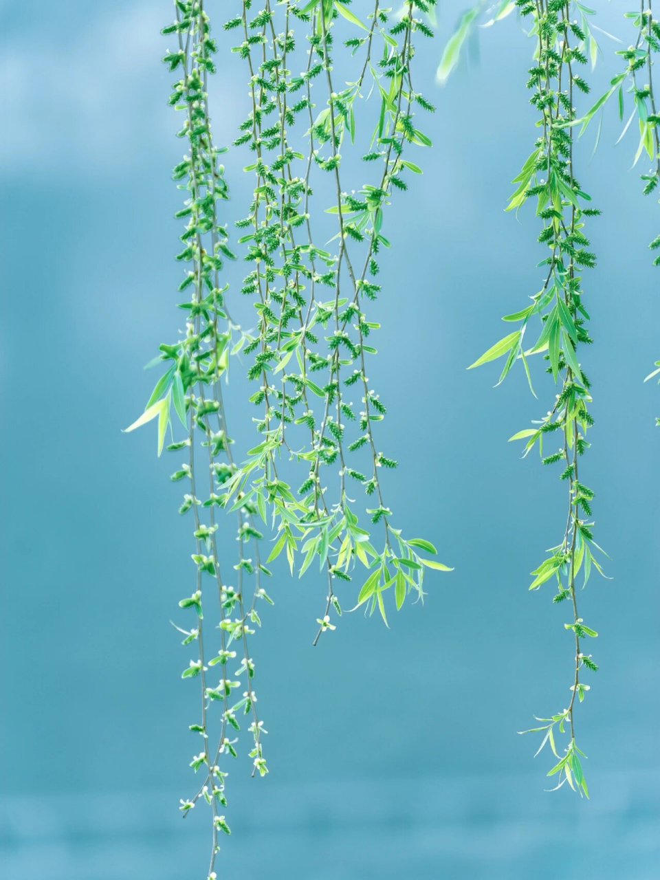 春风十里背景图高清图片