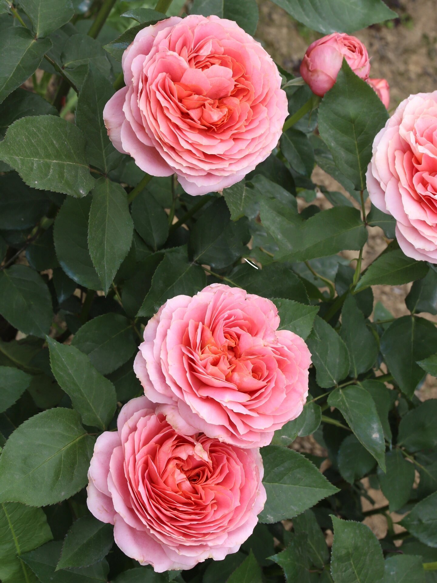 粉色月季2661566615:浪漫古董 浪漫古董 romantic antike