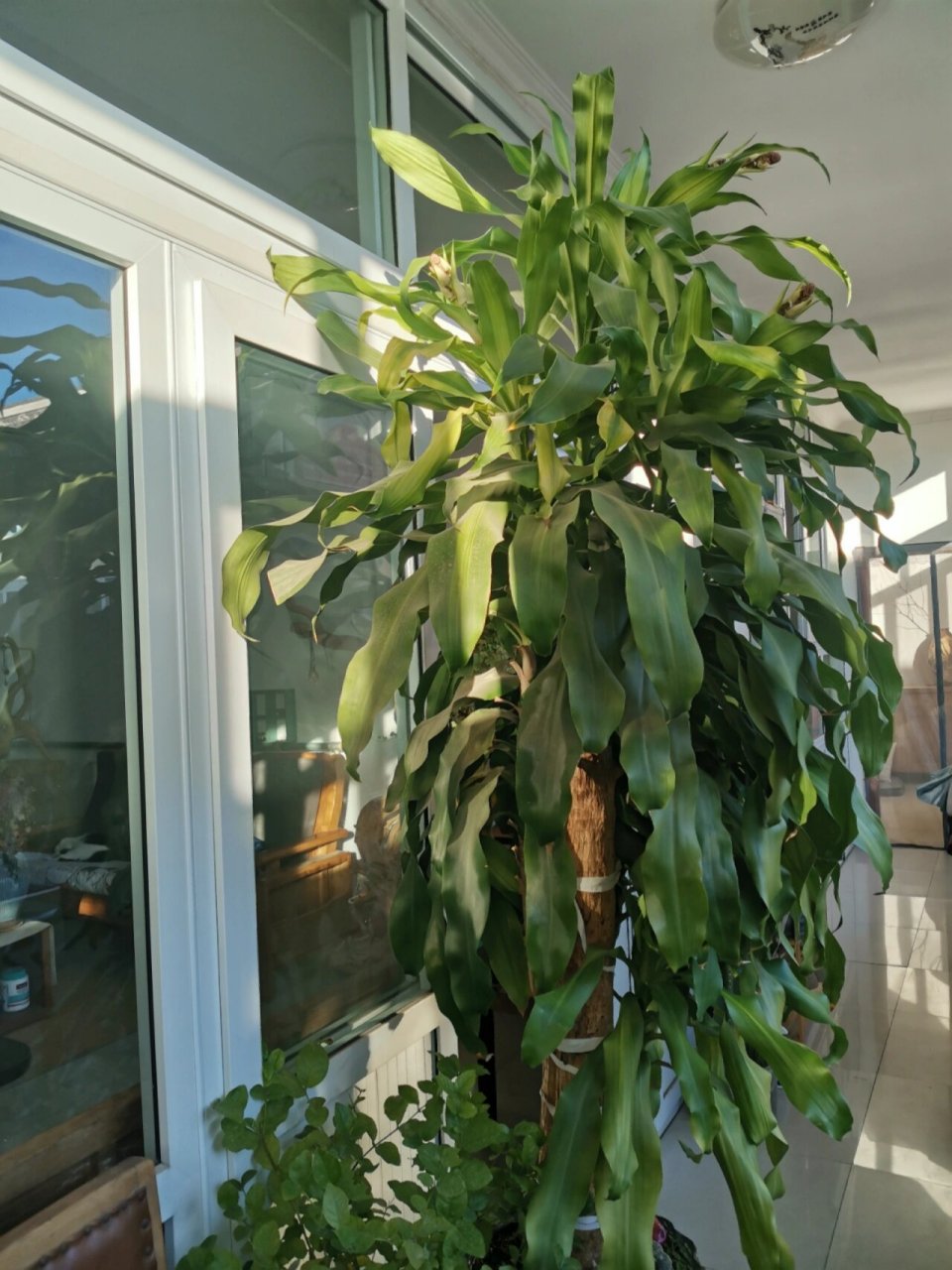 巴西铁竟然开花了 没想到一个观叶植物也会开花.
