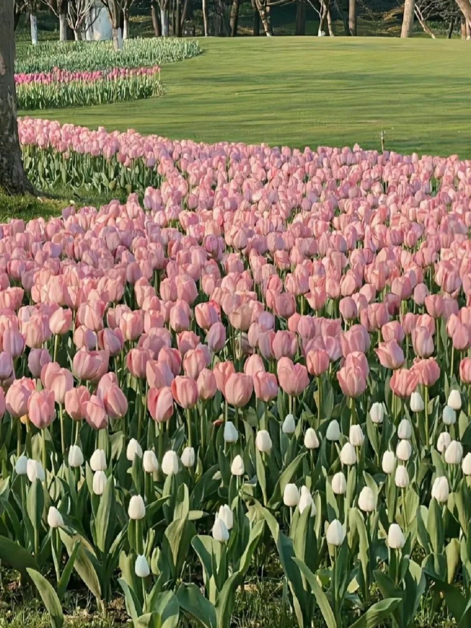 郁金香图片分享来啦! 想了100个,都不如郁金香来的直白     #