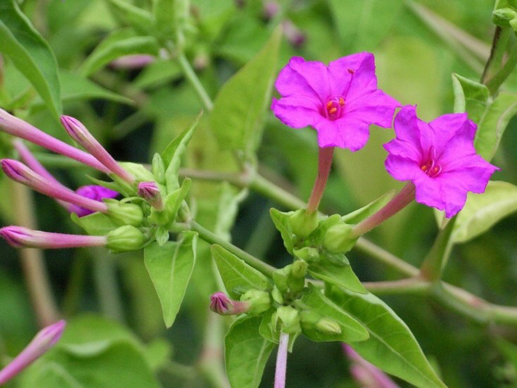 每日一花|紫茉莉 紫茉莉:又名胭脂花,地雷花,粉豆花,夜来香,一年生