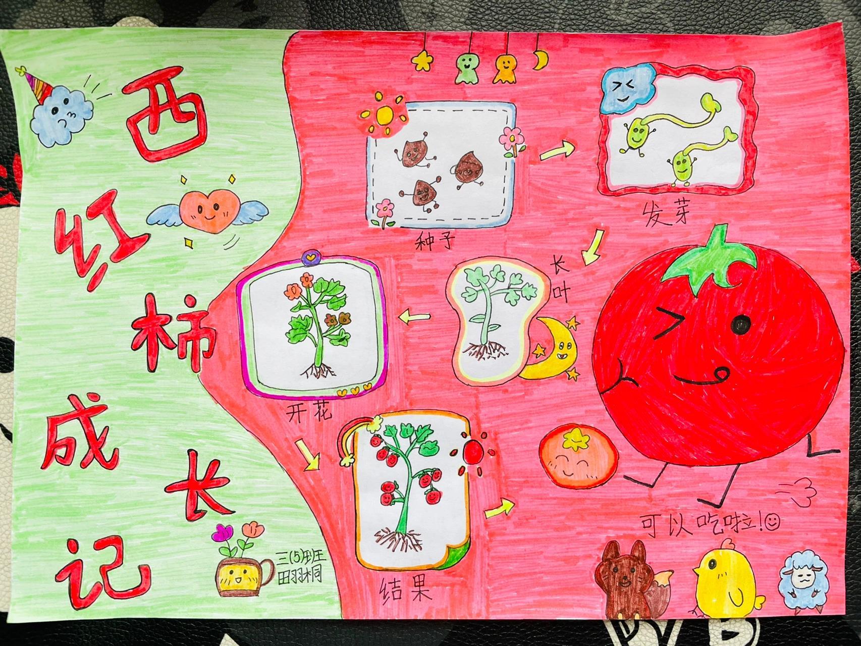 三年级孩子的手抄报《植物生长过程》97 献给3.