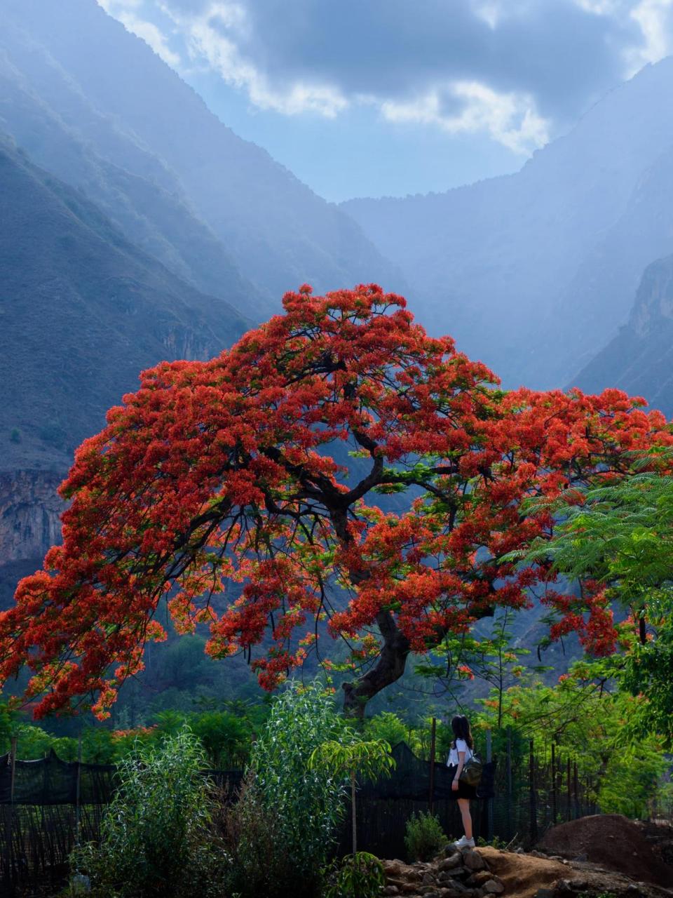 云南绿汁镇凤凰花 云南易门绿汁镇,被遗忘的矿业小镇,藏着云南最美