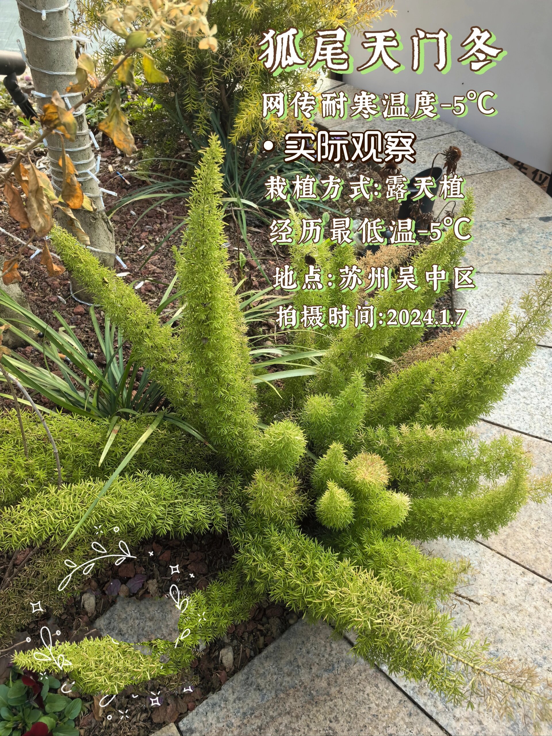 植物观察记录27/100(越冬篇) 27狐尾天门冬 同种植物在不同地点,相似