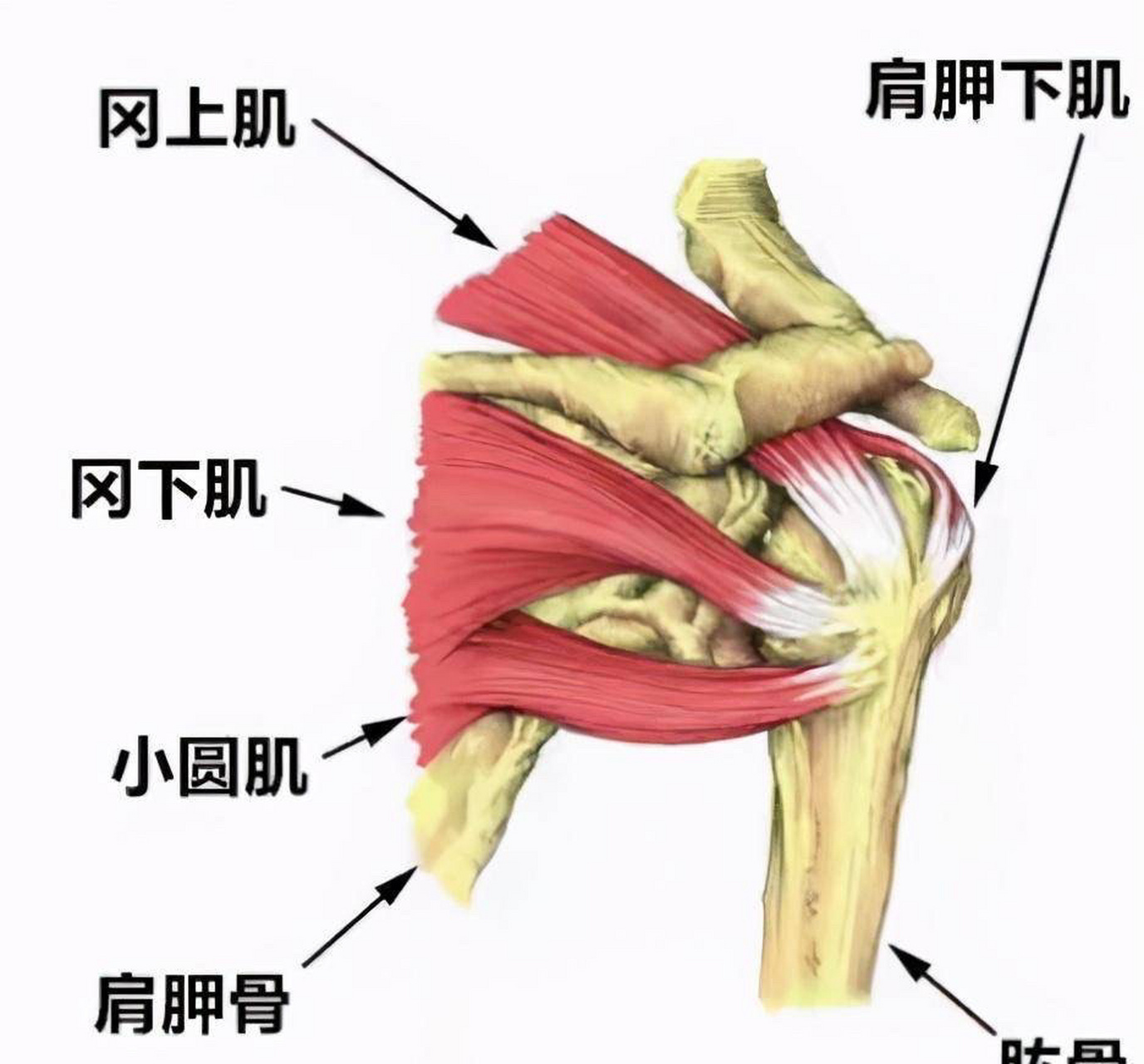 冈上肌起止点图片