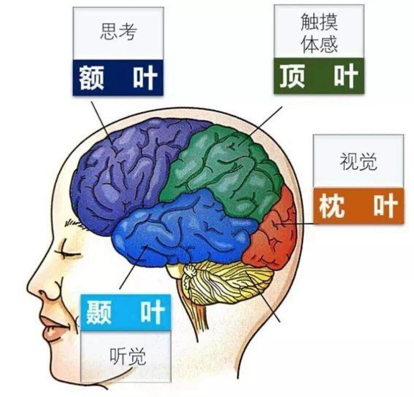 大脑语言区位置图片图片