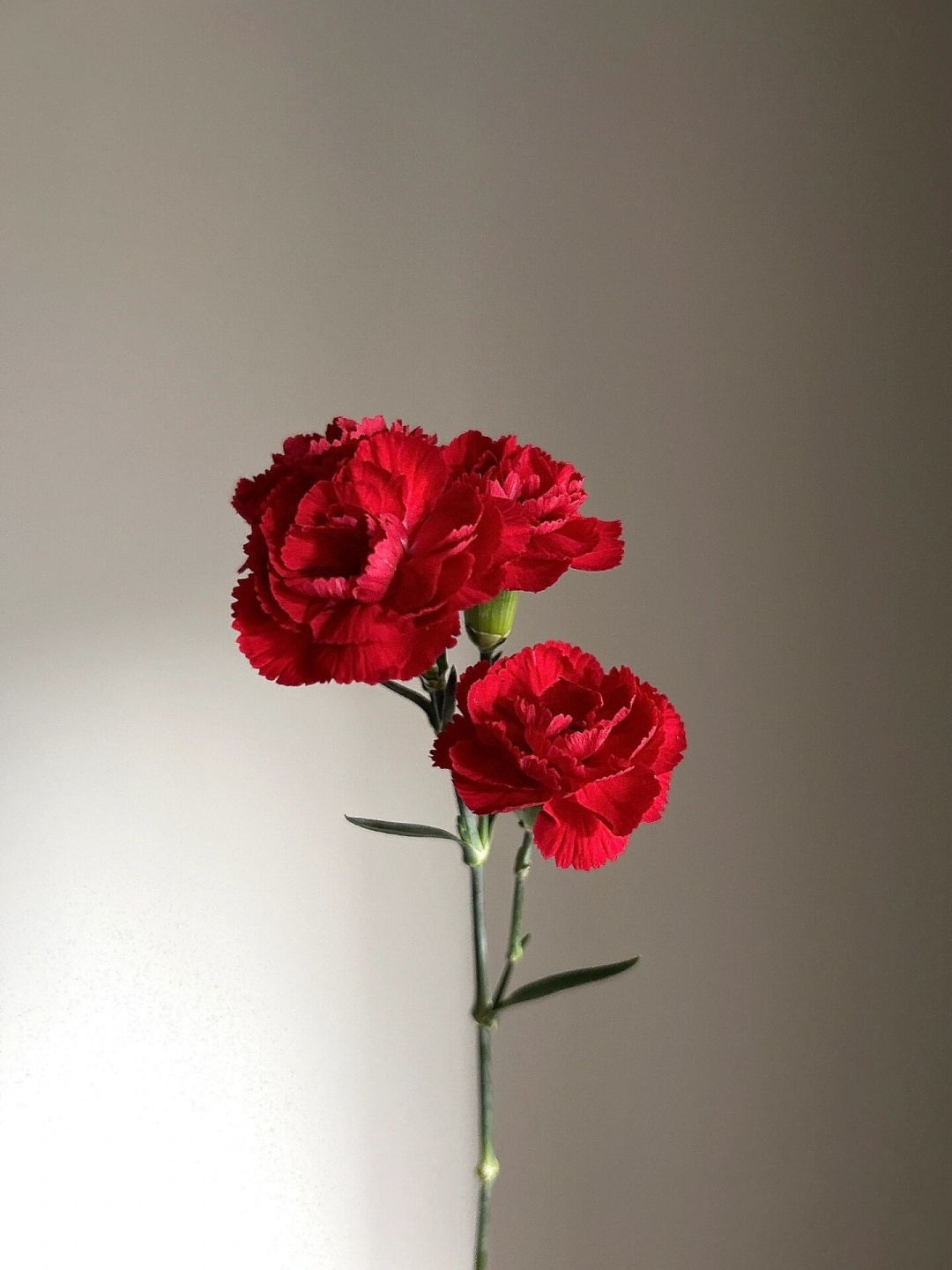 康乃馨图片红色