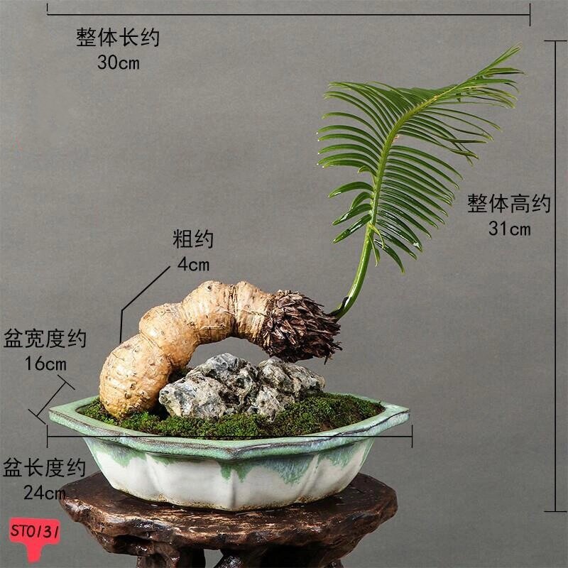 铁树 享自然之福,得养生之道,石山铁树