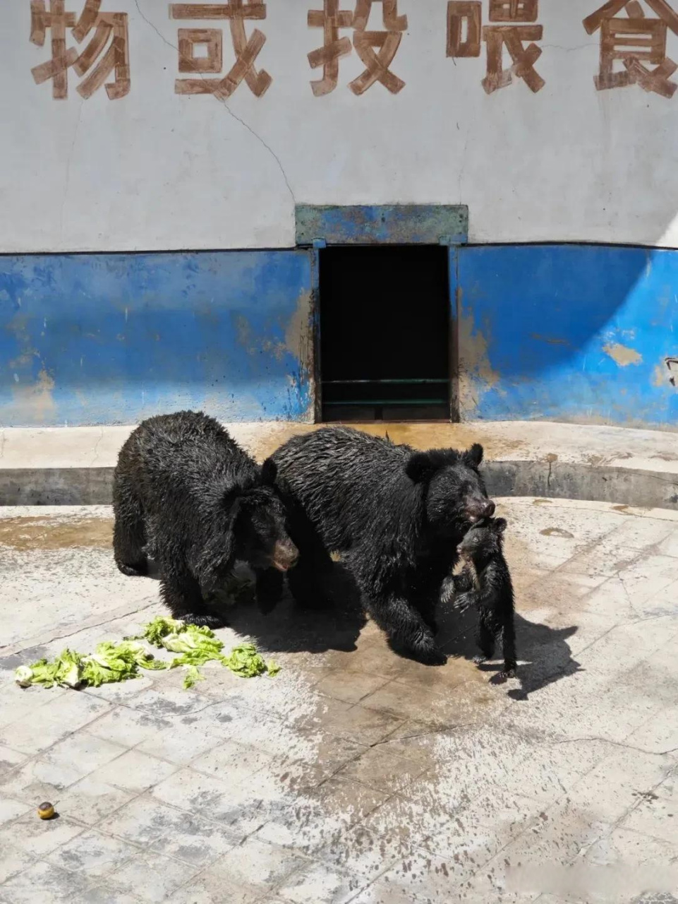 "耐克熊"当爹啦!攀枝花动物园黑熊幼崽正式亮相.