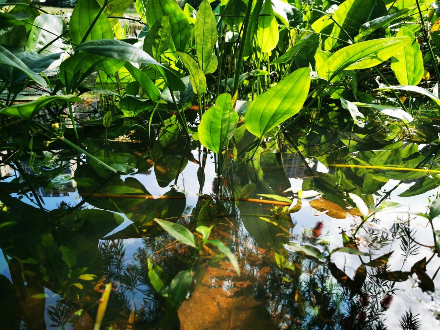 池塘里的水草