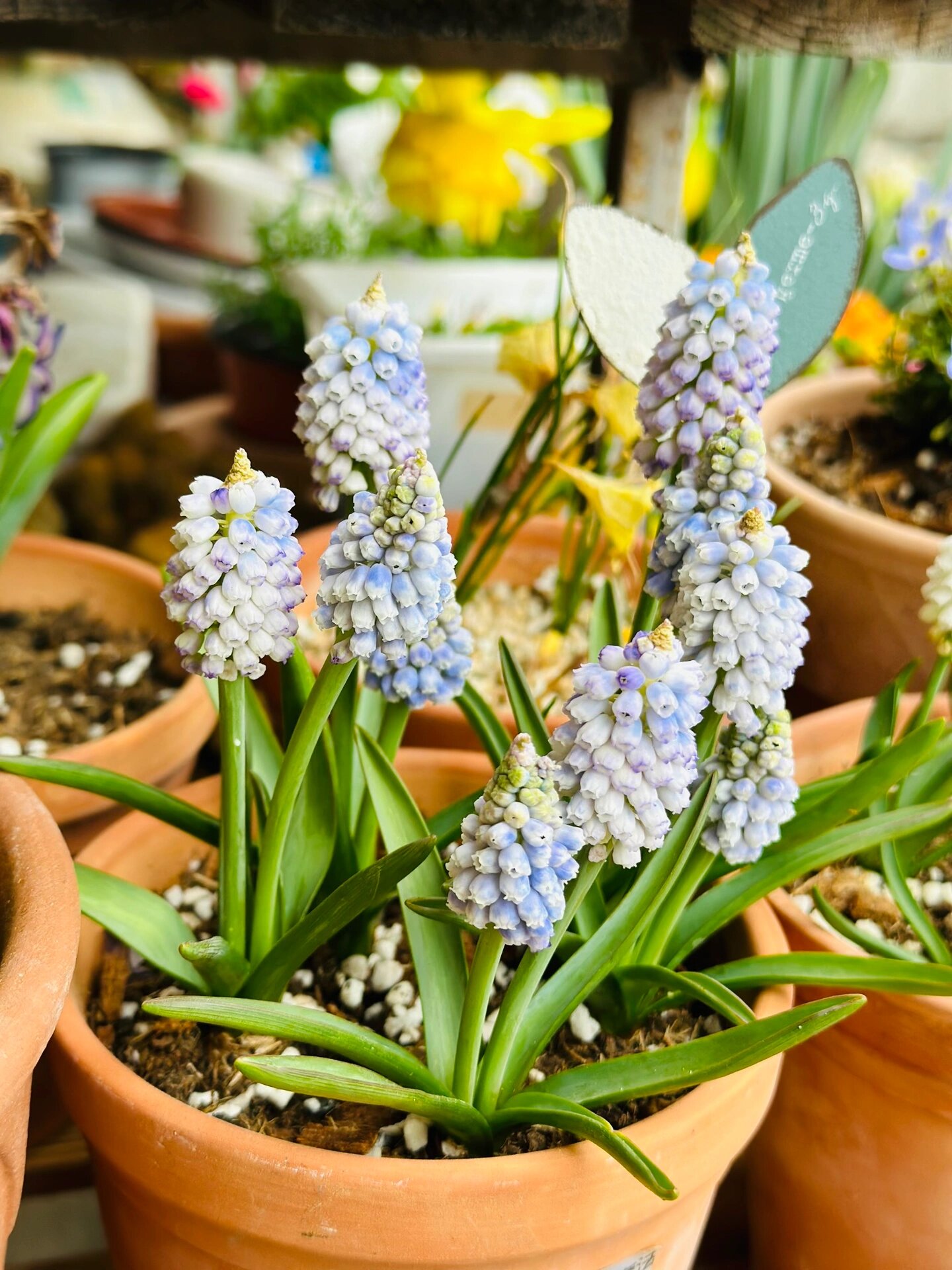 【葡萄风信子】海洋魔法 五个球,每个球都有两个花剑.