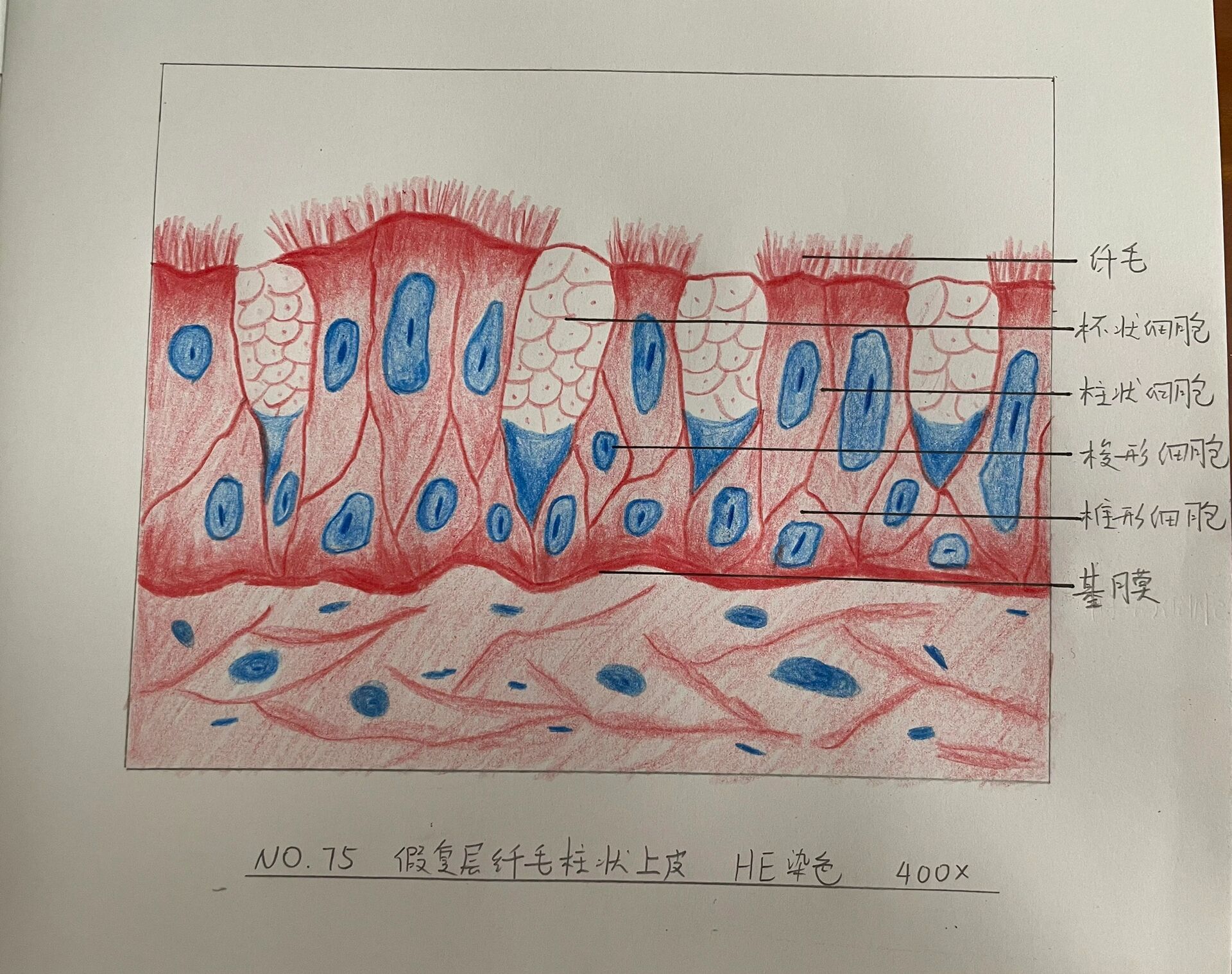 柱状上皮 手绘图图片