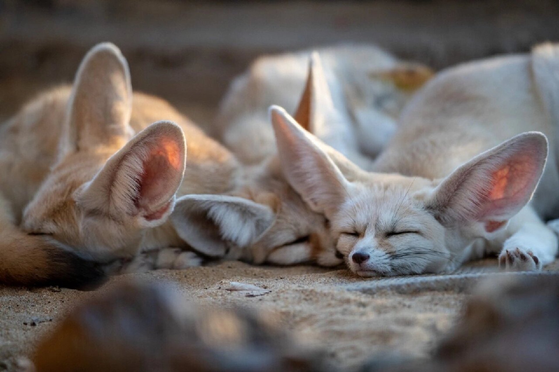 沙漠神兽小可爱——耳廓狐 耳廓狐真是一只迷人的小狐狸精,它挥舞着