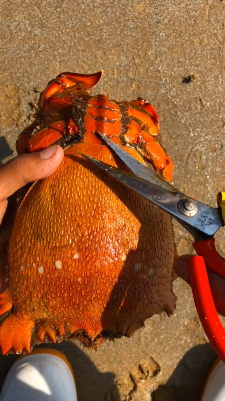 姐姐们,今天教大家怎样吃这个老虎蟹,你们学会了吗?