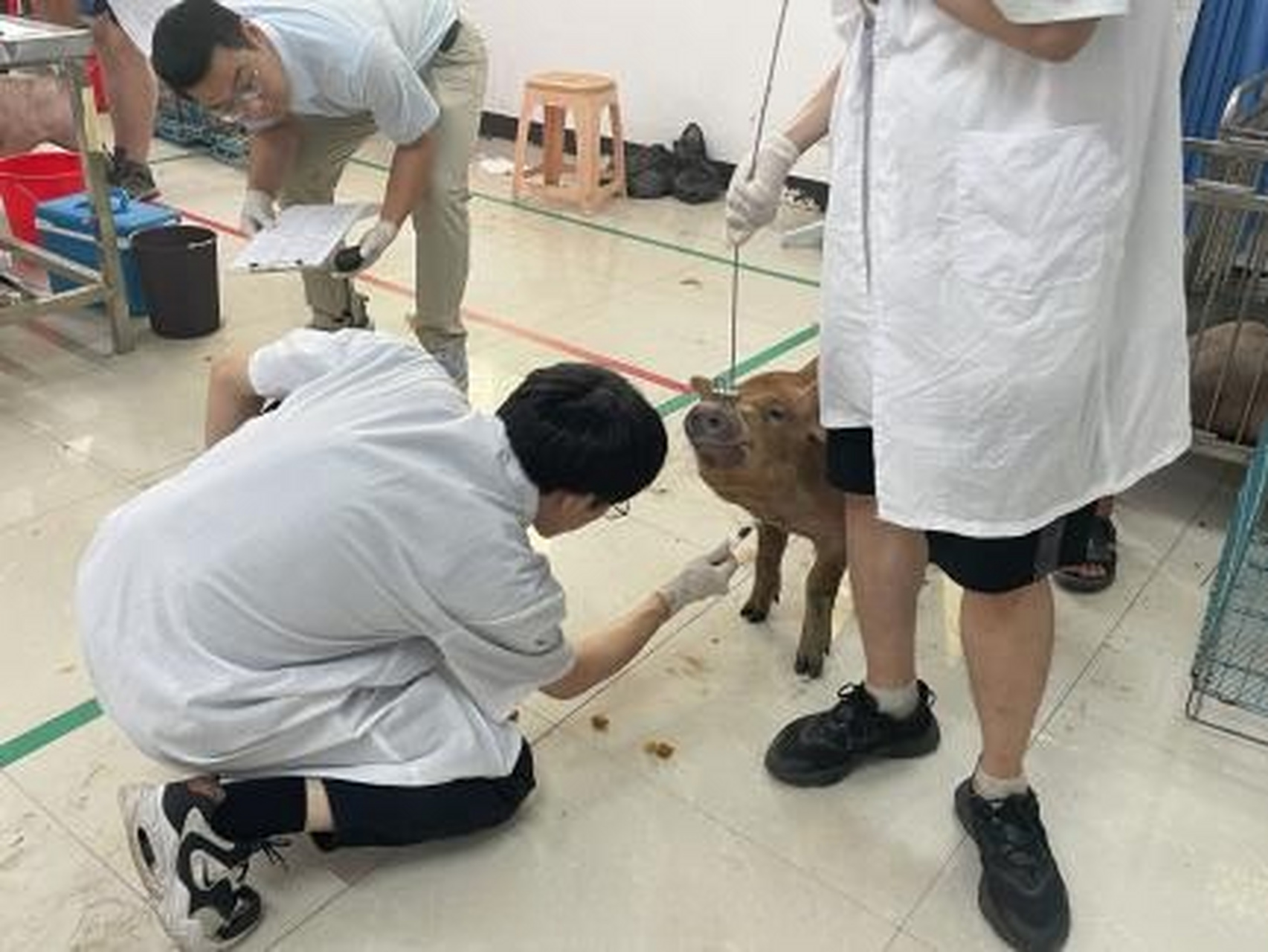 鸡翅静脉采血18秒23,鸡心脏采血17秒39,猪前腔静脉采血21秒88,鸡体