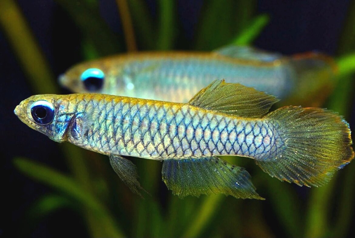 95名:蓝眼灯鱼 别称:女王蓝眼灯 蓝眼灯鱼体表面密布青色鳞片,最引