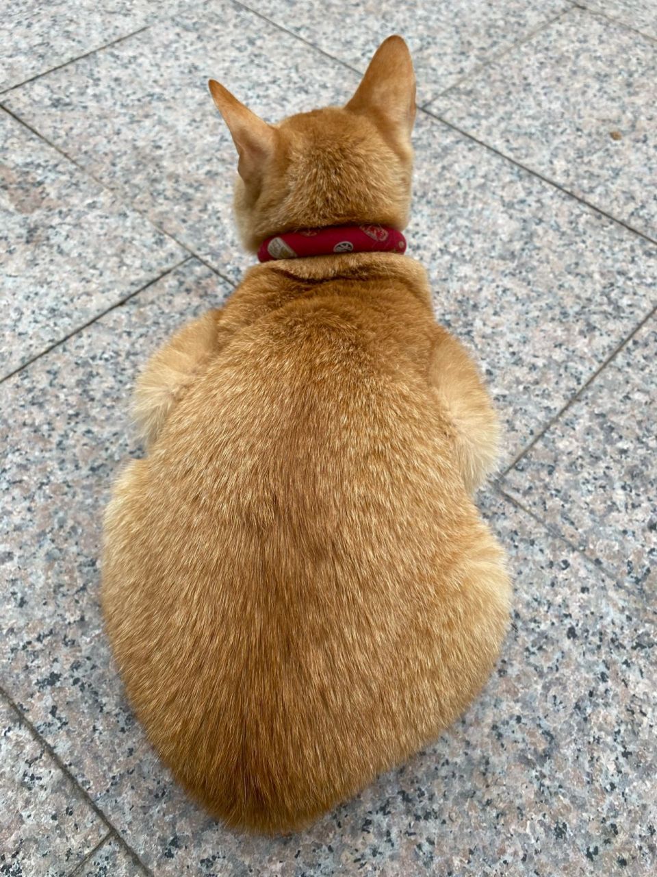为什么我的橘没有花纹 我有点羡慕别人家的橘猫都是很多像老虎的纹