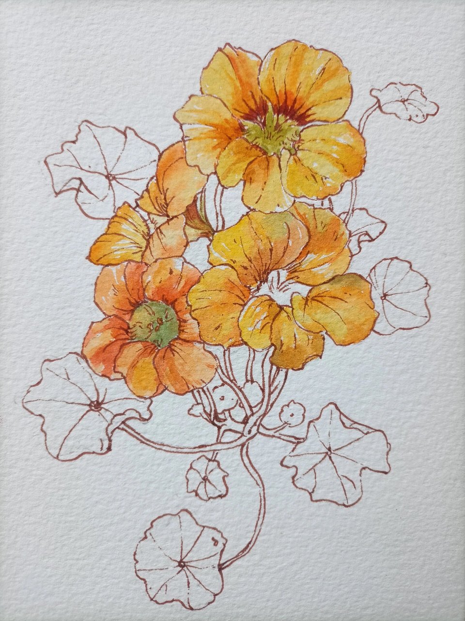 金莲花.钢笔淡彩 小花两三朵