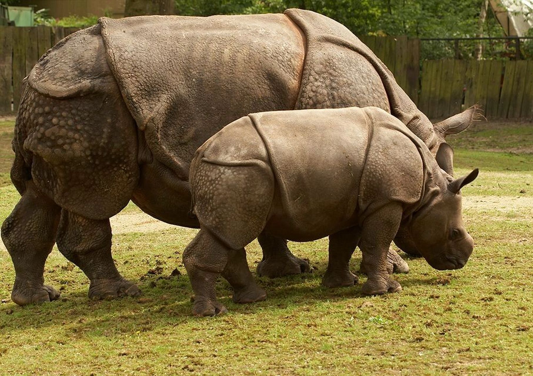 全球不足百头的珍惜野生动物——爪哇犀 爪哇犀(学名:rhinoceros