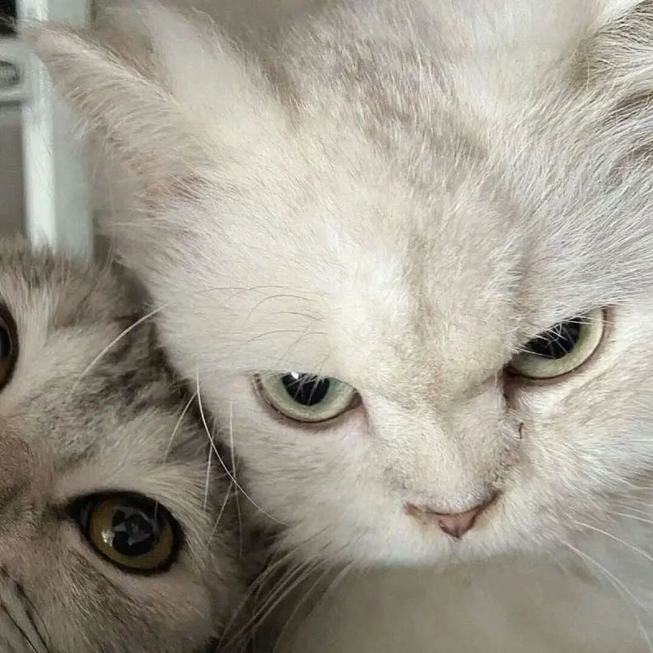 情侣头像～ 猫猫小狗可爱头像   快来领取 用起来吧