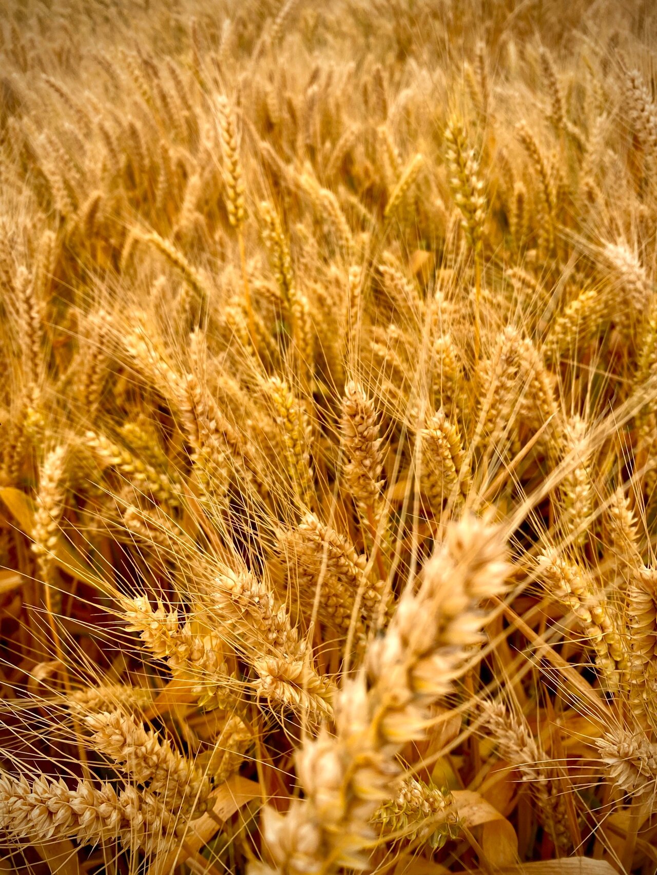 今天外业拍到了雨后即将成熟的麦子