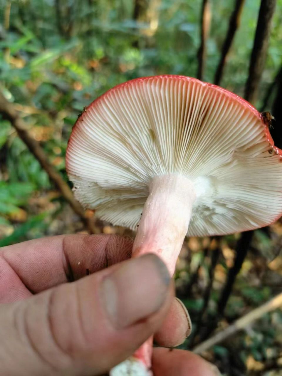 广西野生红蘑菇