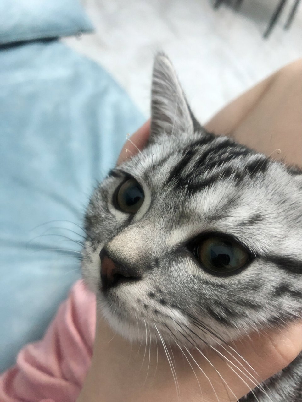 问下大家猫咪的眉毛没了还会长出来吗?