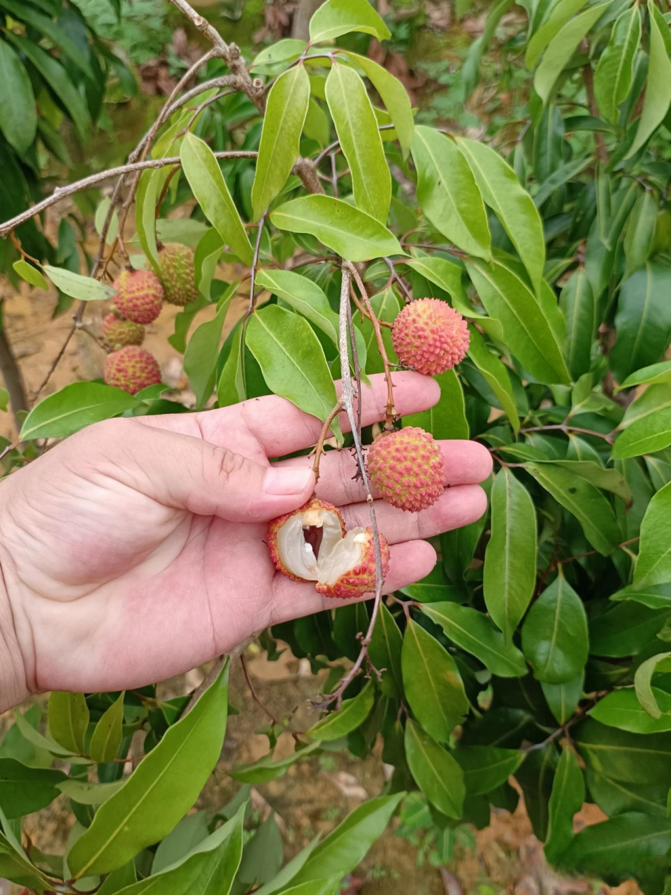 桂味荔枝准备出货啦,灵山龙武场现摘现快递,果甜核小,欢迎现场摘荔枝